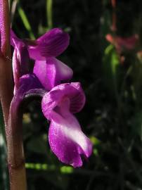 Fotografia da espécie Orchis morio