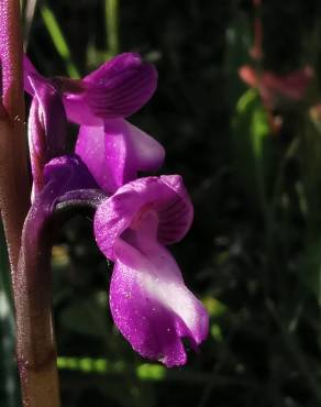 Fotografia 18 da espécie Orchis morio no Jardim Botânico UTAD