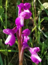 Fotografia da espécie Orchis morio