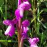 Fotografia 19 da espécie Orchis morio do Jardim Botânico UTAD