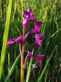 Fotografia da espécie Orchis morio