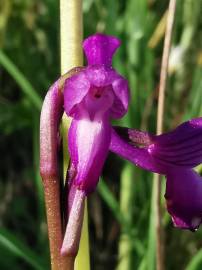 Fotografia da espécie Orchis morio