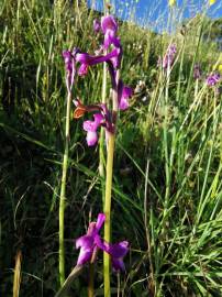 Fotografia da espécie Orchis morio