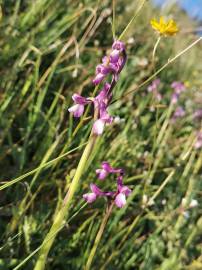 Fotografia da espécie Orchis morio