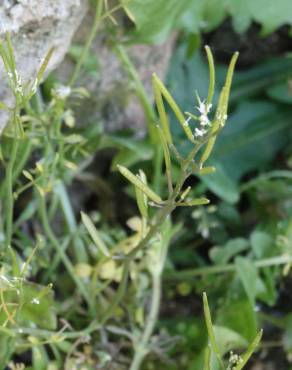 Fotografia 18 da espécie Cardamine hirsuta no Jardim Botânico UTAD