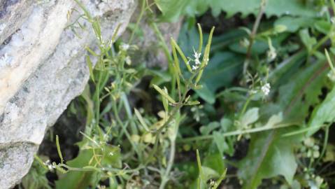 Fotografia da espécie Cardamine hirsuta