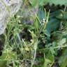 Fotografia 18 da espécie Cardamine hirsuta do Jardim Botânico UTAD