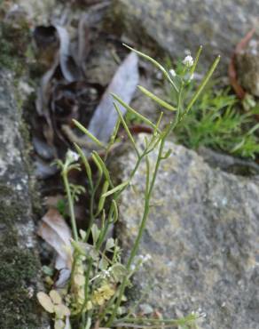 Fotografia 19 da espécie Cardamine hirsuta no Jardim Botânico UTAD