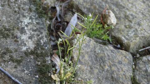 Fotografia da espécie Cardamine hirsuta