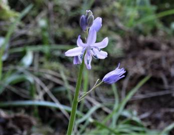 Fotografia da espécie Hyacinthoides paivae