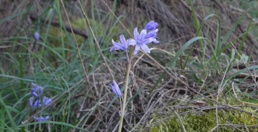 Fotografia da espécie Hyacinthoides paivae