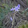 Fotografia 8 da espécie Hyacinthoides paivae do Jardim Botânico UTAD