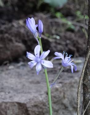 Fotografia 9 da espécie Hyacinthoides paivae no Jardim Botânico UTAD