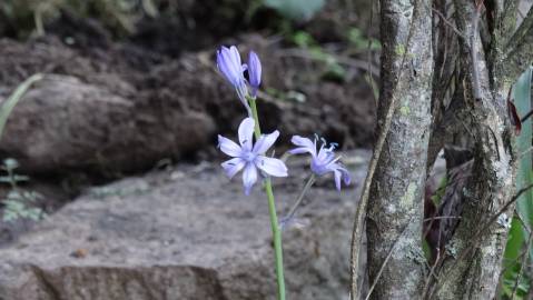 Fotografia da espécie Hyacinthoides paivae