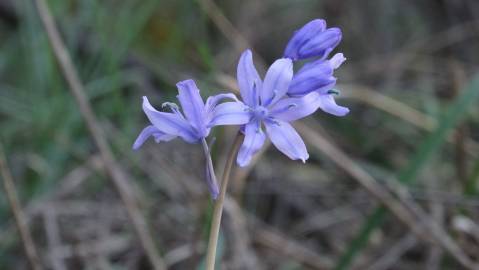 Fotografia da espécie Hyacinthoides paivae