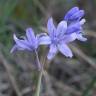 Fotografia 10 da espécie Hyacinthoides paivae do Jardim Botânico UTAD