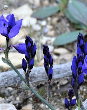 Fotografia 5 da espécie Polygala microphylla no Jardim Botânico UTAD