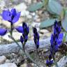 Fotografia 5 da espécie Polygala microphylla do Jardim Botânico UTAD