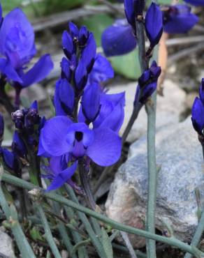 Fotografia 6 da espécie Polygala microphylla no Jardim Botânico UTAD