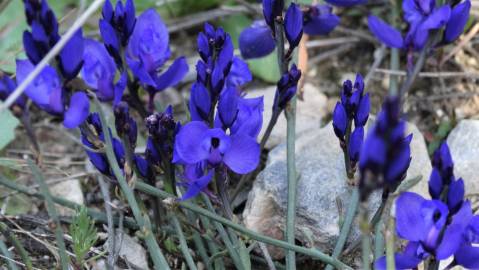 Fotografia da espécie Polygala microphylla