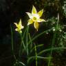 Fotografia 10 da espécie Narcissus rupicola do Jardim Botânico UTAD