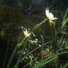 Fotografia 11 da espécie Narcissus rupicola do Jardim Botânico UTAD