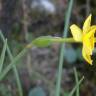 Fotografia 12 da espécie Narcissus rupicola do Jardim Botânico UTAD