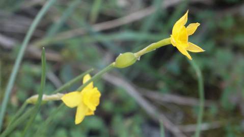 Fotografia da espécie Narcissus rupicola