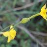 Fotografia 13 da espécie Narcissus rupicola do Jardim Botânico UTAD