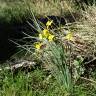 Fotografia 15 da espécie Narcissus rupicola do Jardim Botânico UTAD