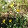Fotografia 16 da espécie Narcissus rupicola do Jardim Botânico UTAD