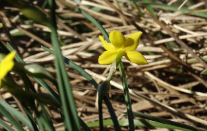 Fotografia da espécie Narcissus rupicola