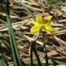 Fotografia 18 da espécie Narcissus rupicola do Jardim Botânico UTAD