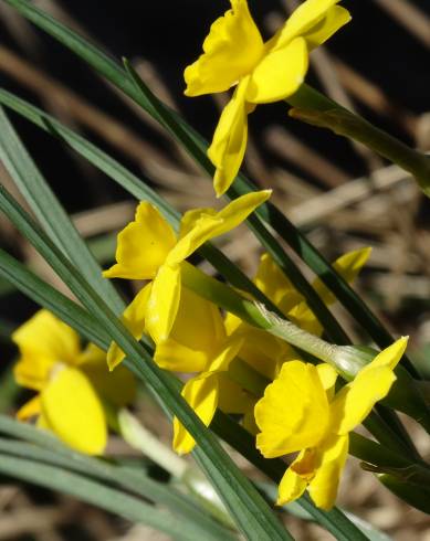 Fotografia de capa Narcissus rupicola - do Jardim Botânico