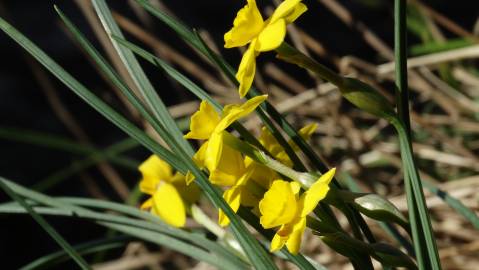 Fotografia da espécie Narcissus rupicola