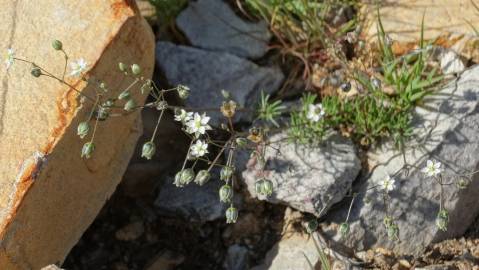 Fotografia da espécie Spergula morisonii