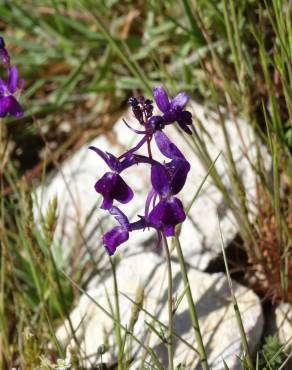 Fotografia 3 da espécie Linaria elegans no Jardim Botânico UTAD