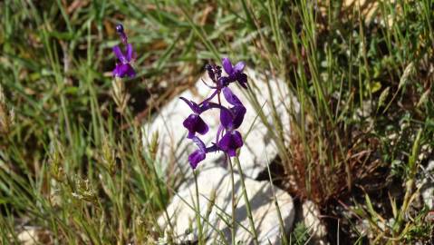 Fotografia da espécie Linaria elegans