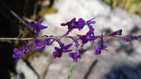 Fotografia da espécie Linaria elegans