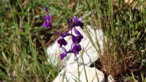 Fotografia da espécie Linaria elegans