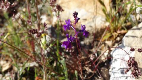 Fotografia da espécie Linaria elegans