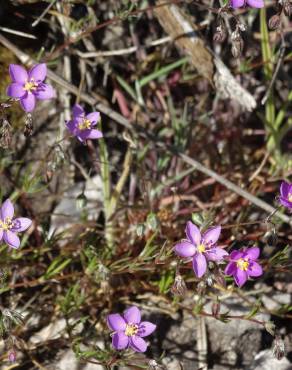 Fotografia 7 da espécie Spergularia purpurea no Jardim Botânico UTAD