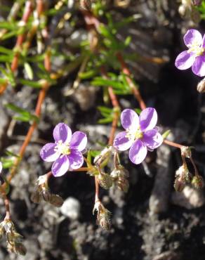 Fotografia 1 da espécie Spergularia purpurea no Jardim Botânico UTAD