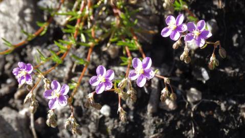 Fotografia da espécie Spergularia purpurea