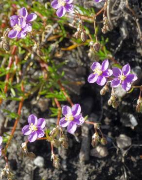 Fotografia 8 da espécie Spergularia purpurea no Jardim Botânico UTAD