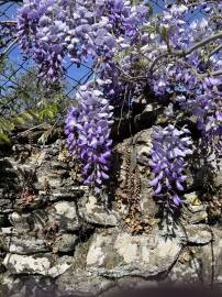 Fotografia da espécie Wisteria sinensis