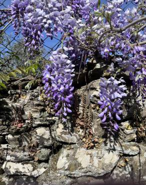 Fotografia 14 da espécie Wisteria sinensis no Jardim Botânico UTAD