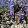 Fotografia 14 da espécie Wisteria sinensis do Jardim Botânico UTAD