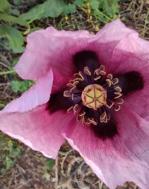 Fotografia 19 da espécie Papaver somniferum subesp. setigerum no Jardim Botânico UTAD