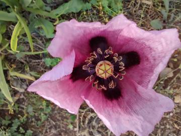 Fotografia da espécie Papaver somniferum subesp. setigerum